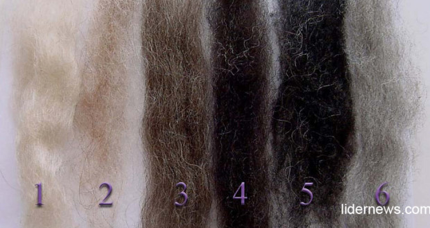Волосы с различным процентным содержанием седых волос