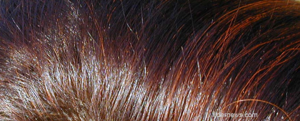 коричневые волосы с сединой окрашенные хной