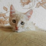 персиковый-котенок