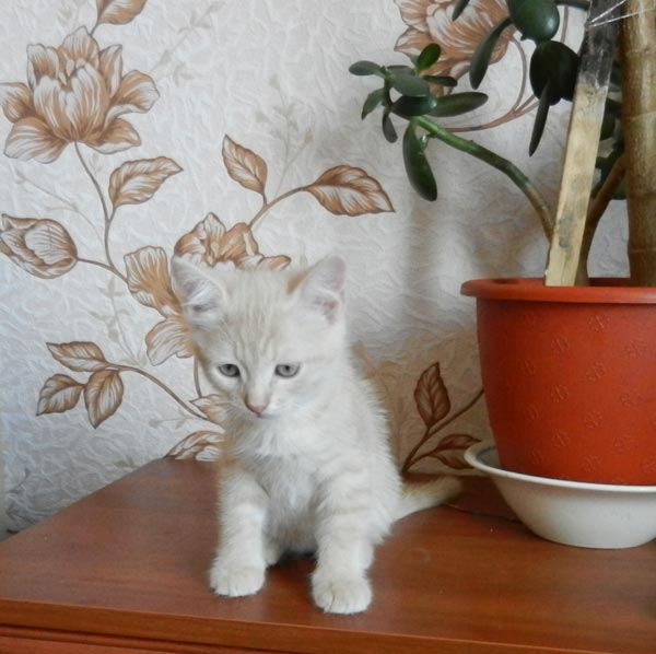 персиковый-котенок5