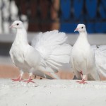 голуби птицы