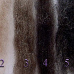 Волосы с различным процентным содержанием седых волос