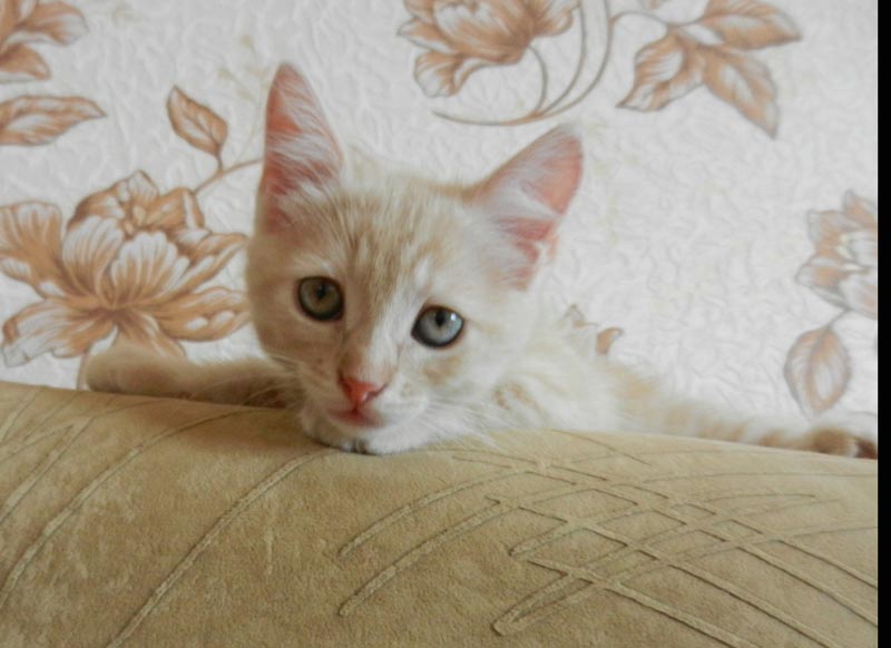 персиковый-котенок